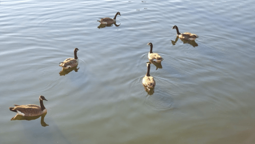 Six ducks swimming in a calm, reflective body of water.