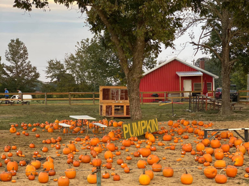 A pumpkin patch with numerous pumpkins scattered on the ground, a red barn in the background, and trees nearby.