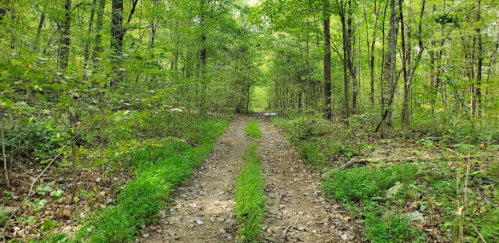 A dirt path winding through a lush green forest, surrounded by trees and undergrowth.