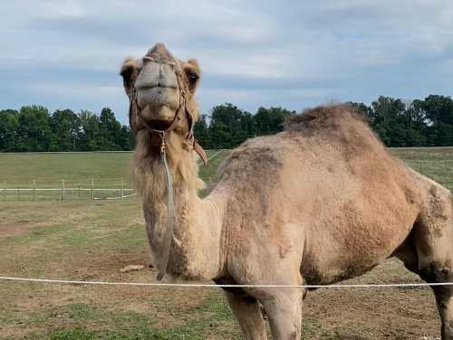 A close-up of a camel standing in a grassy field, looking towards the camera with a cloudy sky in the background.