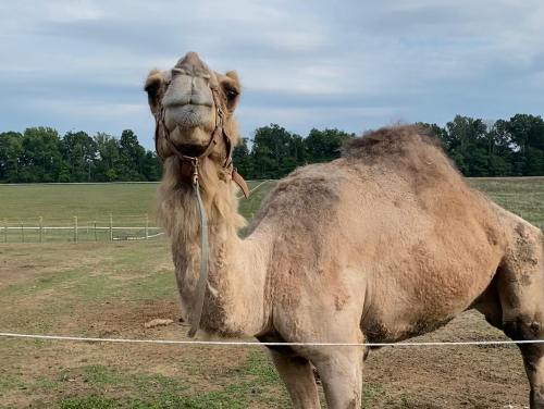 A close-up of a camel standing in a grassy field, looking towards the camera with a cloudy sky in the background.