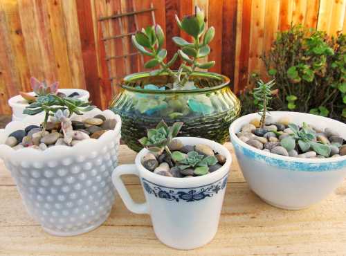 A variety of succulent plants in decorative pots filled with pebbles, set against a wooden background.