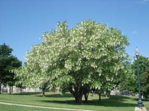 A large flowering tree with white blossoms stands in a green park under a clear blue sky.
