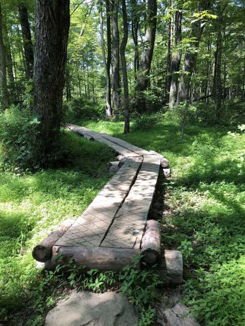 A winding wooden path through a lush green forest, surrounded by trees and foliage.