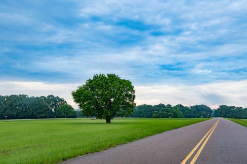 A solitary tree stands beside a quiet road, with lush green grass and a cloudy sky in the background.