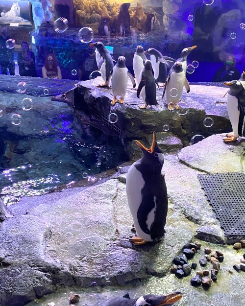 A group of penguins in an aquarium, some swimming and others standing on rocks, with bubbles floating around.