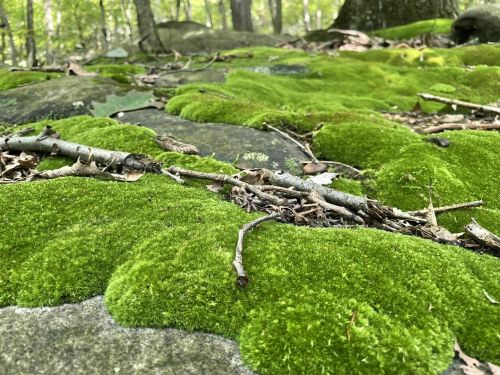 Lush green moss covers rocky ground, with twigs and leaves scattered among the vibrant greenery in a forest setting.