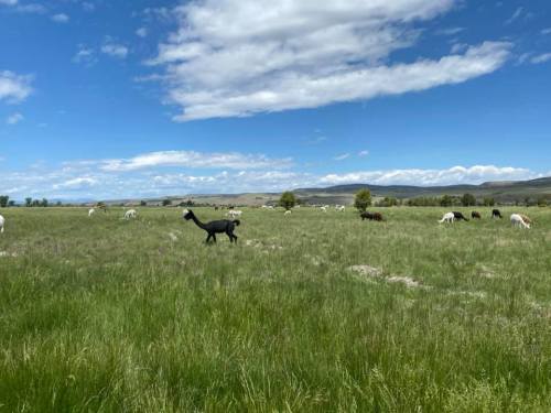 A grassy field with several llamas grazing under a blue sky with scattered clouds.