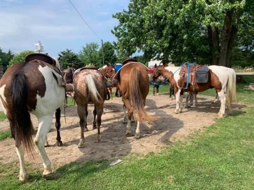 A group of horses with saddles stands in a grassy area, facing away from the camera under a clear blue sky.