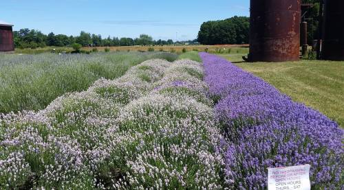 A vibrant lavender field with rows of purple and white flowers, set against a green landscape and blue sky.