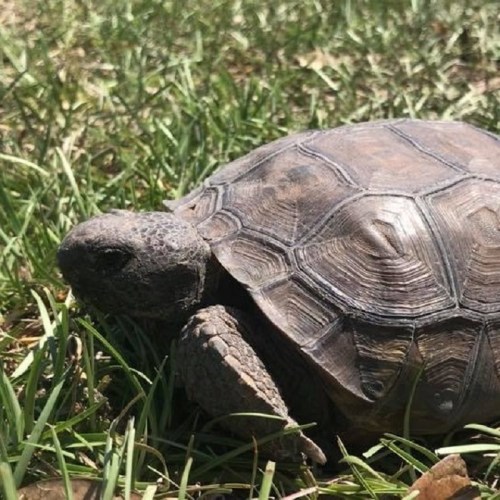 A close-up of a tortoise resting on green grass, showcasing its textured shell and calm demeanor.