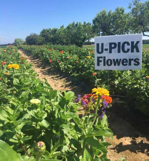 A field of colorful flowers with a sign that reads "U-PICK Flowers" in a sunny outdoor setting.