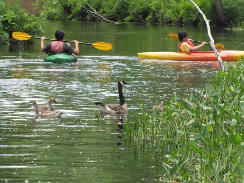 Two people kayaking on a calm river, surrounded by greenery and a family of ducks swimming nearby.