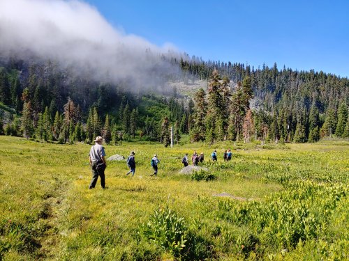 A group of hikers walks through a lush green meadow with trees and misty mountains in the background.