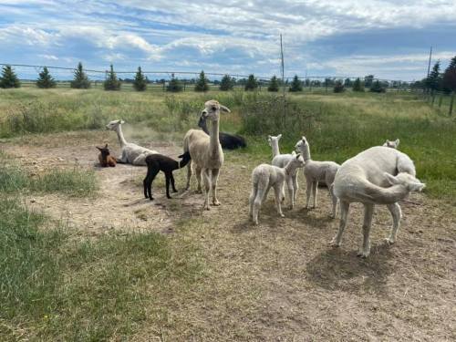 A group of llamas and alpacas in a grassy field, some lying down and others standing, under a cloudy sky.