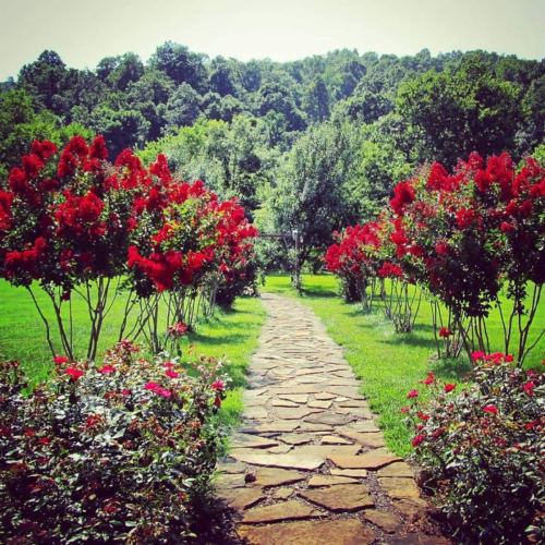 A stone pathway winds through a vibrant garden filled with blooming red flowers and lush green trees.
