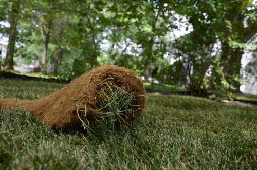 A rolled piece of sod on a green lawn, surrounded by trees and dappled sunlight.