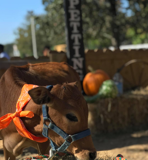 A small brown calf wearing an orange bandana stands in a farm setting with hay and pumpkins in the background.