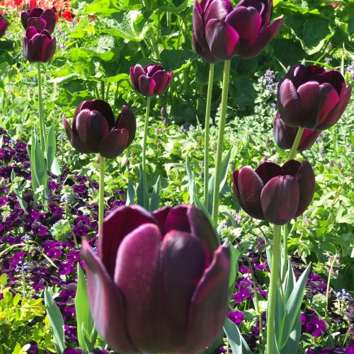 A vibrant garden filled with blooming purple tulips surrounded by green foliage and colorful flowers.