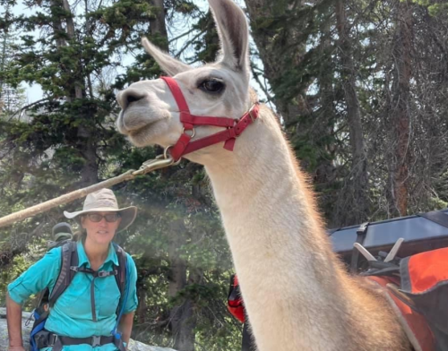 A person in a hat stands next to a llama on a trail surrounded by trees. The llama is wearing a harness.