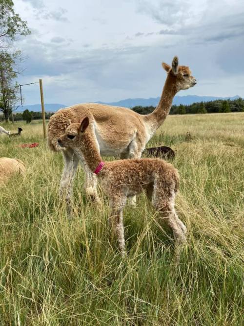 A mother alpaca and her cria stand in a grassy field with mountains in the background under a cloudy sky.