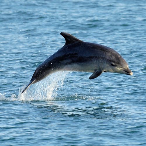 A dolphin leaps out of the water, creating a splash against a blue ocean backdrop.