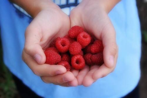 A pair of hands holding a cluster of fresh, red raspberries.