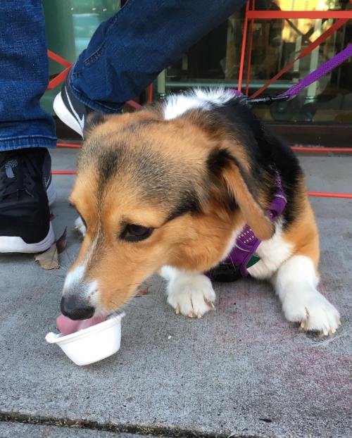 A corgi dog with a purple harness is licking a small cup on the sidewalk, with a person’s legs in the background.