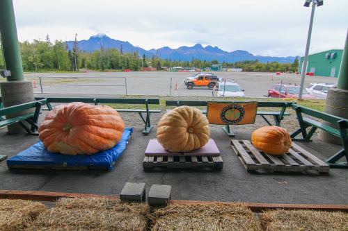 Three large pumpkins displayed on pallets, with mountains in the background and a parking lot visible.