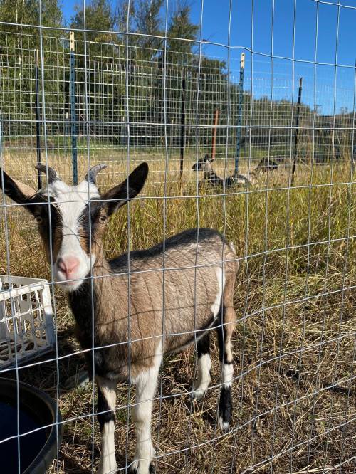A young goat stands near a fence in a grassy field, with other goats visible in the background under a clear blue sky.