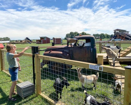 A woman points at goats on an old truck in a farmyard, surrounded by a fenced area and green fields.