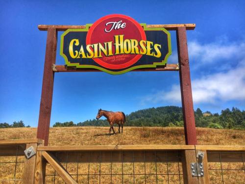 Sign for "The Casini Horses" with a horse grazing in a field under a blue sky.