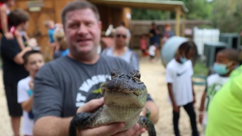 A man holds a small alligator while a group of people watches in the background at an outdoor event.