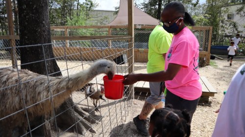 A person in a pink shirt feeds an emu from a red bucket at a petting zoo, with children and adults nearby.