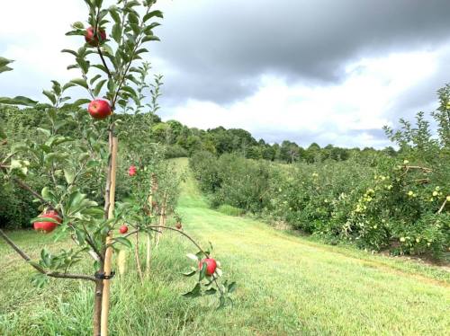 A lush apple orchard with red apples on trees, set against a cloudy sky and green grass.