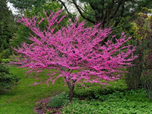 A vibrant pink flowering tree in a lush green garden, surrounded by greenery and other plants.