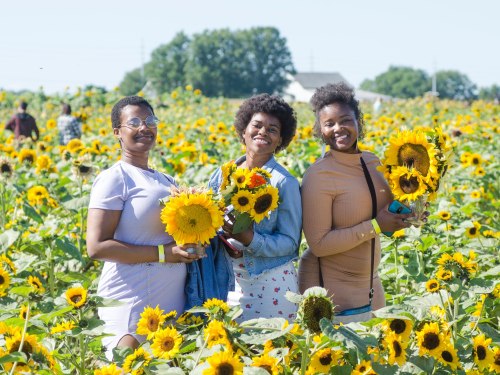 Three smiling women hold sunflowers in a vibrant field filled with blooming sunflowers on a sunny day.