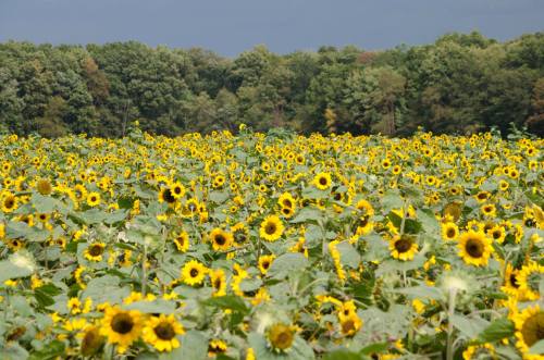 A vibrant field of sunflowers stretches towards a tree line under a cloudy sky.