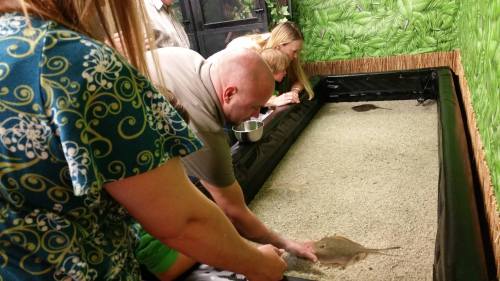 People interacting with a stingray in a shallow tank, surrounded by a tropical-themed environment.