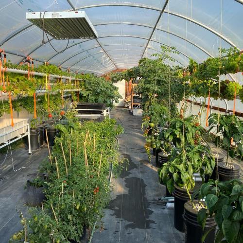 A greenhouse filled with various plants, including tomatoes and peppers, arranged in rows on either side of a central path.