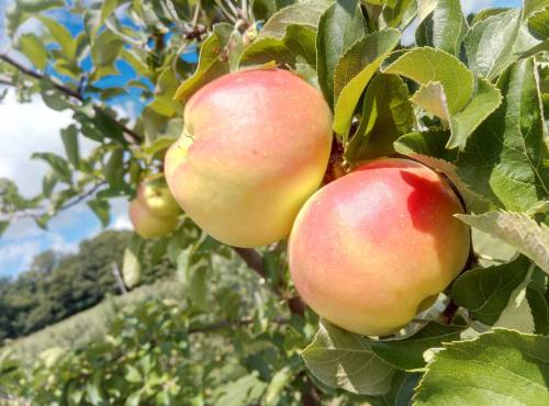 Close-up of ripe apples hanging from a tree branch, surrounded by green leaves and a blue sky in the background.