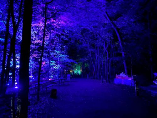 A nighttime forest path illuminated by vibrant purple and blue lights, surrounded by trees and a serene atmosphere.