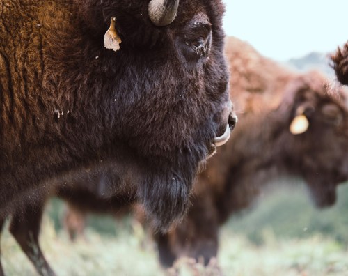 Close-up of a bison's face, showcasing its thick fur and prominent horns, with another bison blurred in the background.