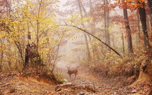 A deer stands in a misty forest path surrounded by autumn foliage and trees.