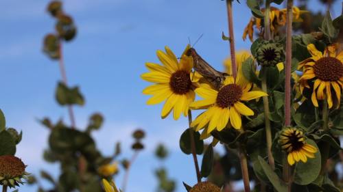 A grasshopper perched on vibrant yellow flowers against a blue sky.