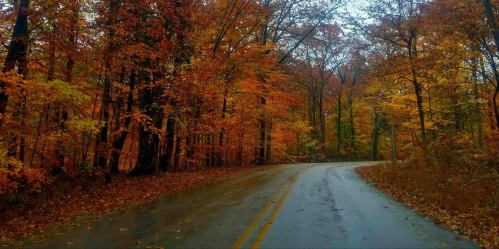 A winding road through a forest with vibrant autumn foliage in shades of orange and yellow.