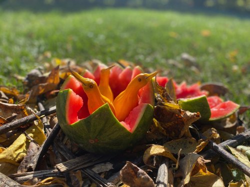A carved watermelon with yellow bird figures inside, surrounded by autumn leaves and twigs on a grassy background.