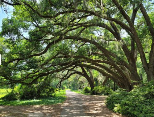 A scenic pathway lined with large, arching trees draped in Spanish moss, creating a natural canopy.