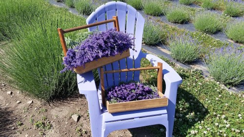 A lavender-filled wooden crate rests on a purple chair in a field of lavender plants.