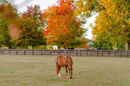 A brown horse grazes in a grassy field surrounded by colorful autumn trees and a wooden fence.